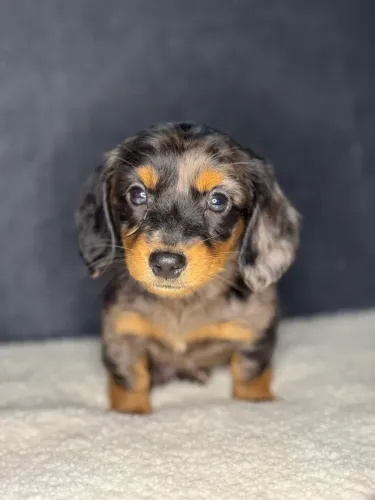 basset dachshund pelo longo