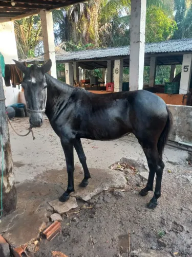 Vendo uma linda Potranca