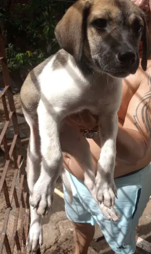 Cachorrinha para adoção 
