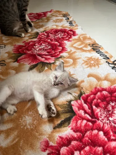 Doação de gato