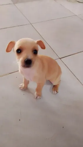 Cachorro pinscher 350,00