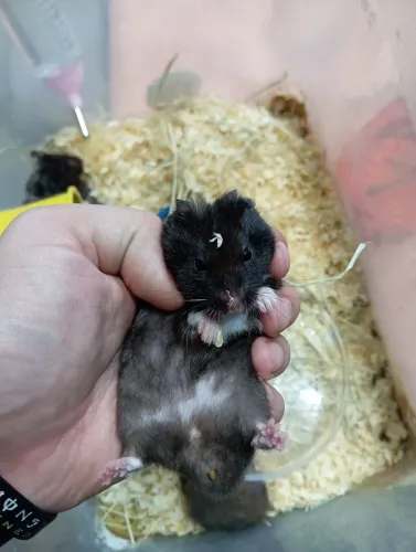 Hamster sírios pretinhos