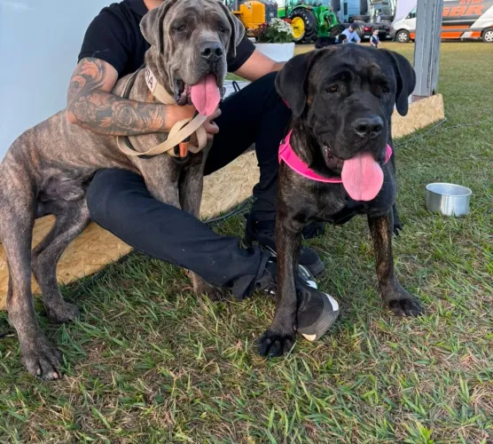 FÊMEA DE CANE CORSO FILHOTE C/PEDIGREE