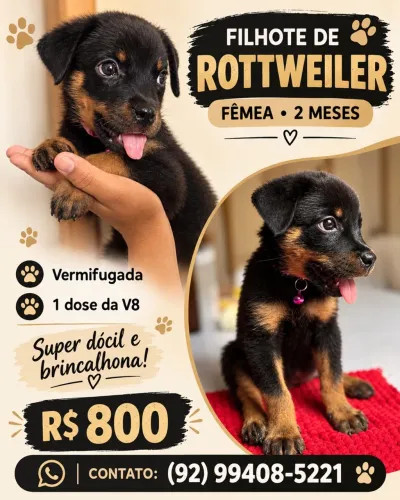 Rottweiler Fêmea a venda 