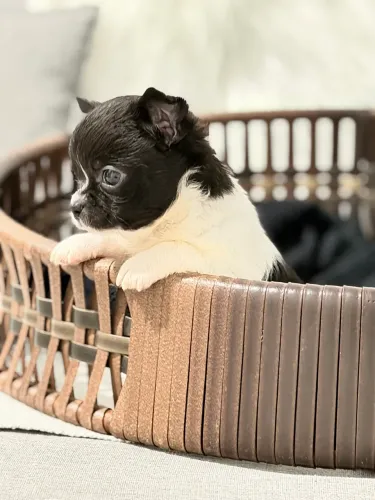 Chihuahua bicolor