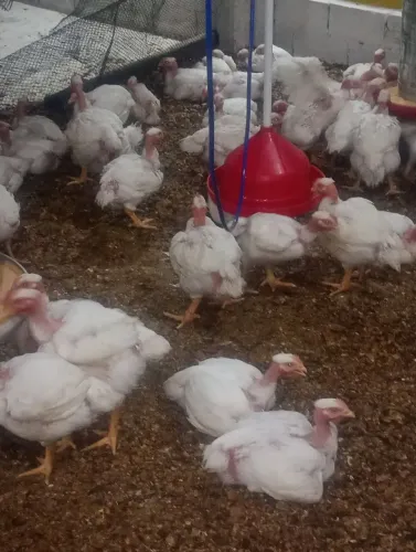Frango vivo ou abatido 