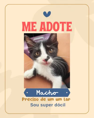 Gato para adoção