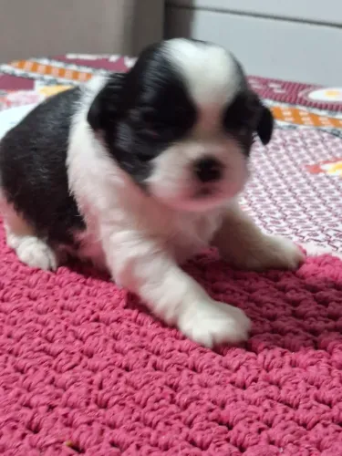 Filhotes de Shiatsu  Macho 