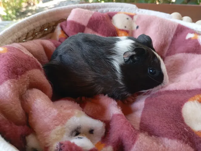 Porquinho da índia