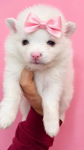 Lindos filhotes lulu da pomerania