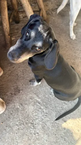 Doa-se cachorro macho 4 meses
