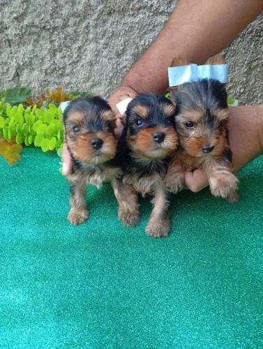 Lindos filhotes de Yorkshire