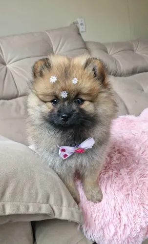 Filhote Fêmea spitz Alemão