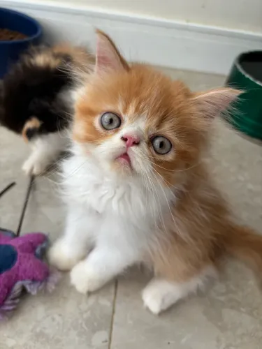 Filhotes persa com pedigree 