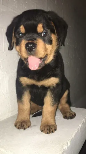 Rottweiler Uma companhia que começa pelo encanto