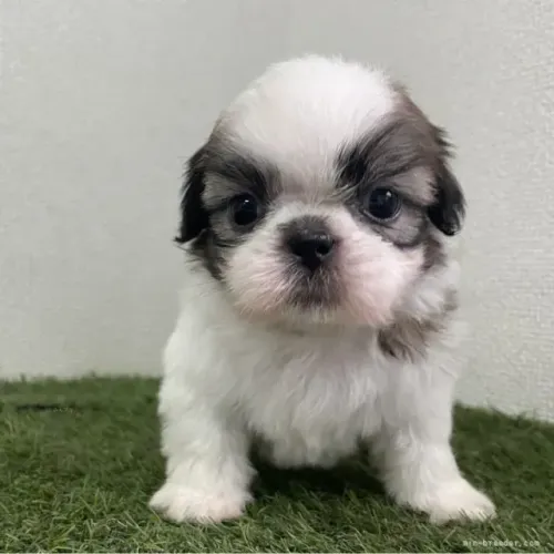 Cãozinho companheiro e alegre Shih tzu/ shihtzu