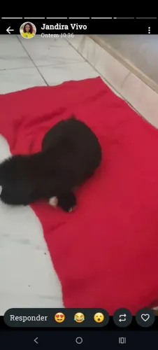 Filhotes de Shitzu 2 machos e 1fêmea