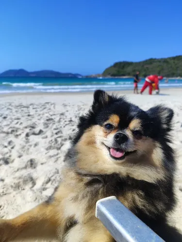cachorro