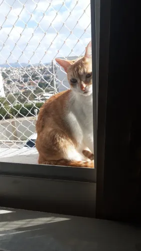 Doa-se gatinhos