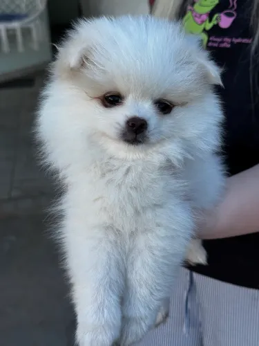 Filhotes Lulu da Pomerania