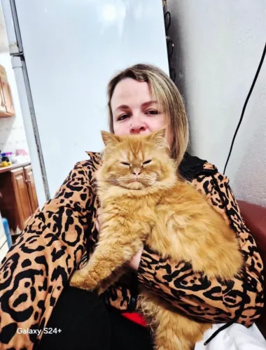 Gatos Persa Com Pedigree
