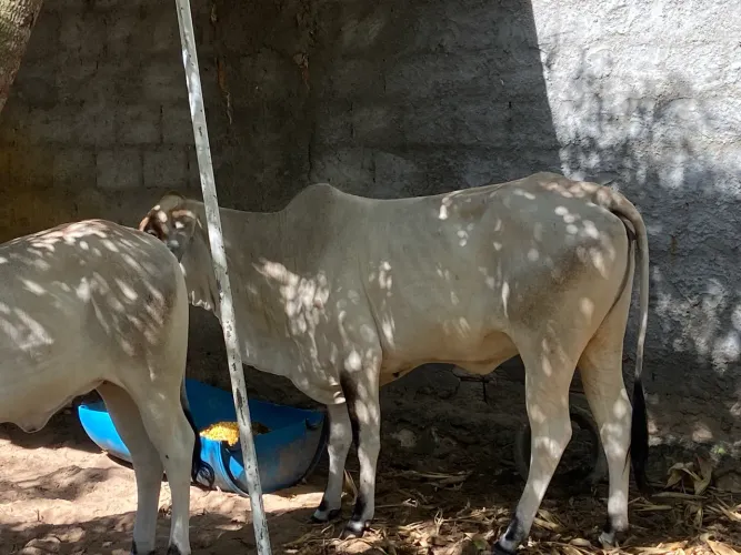 Vendo vaca  3.200,00