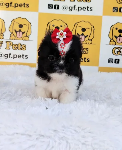 Shihtzu macho e fêmea disponível
