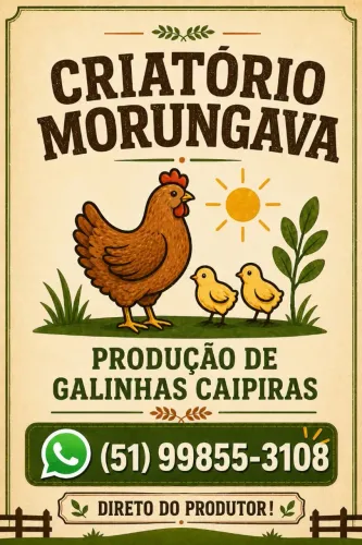 Aves criadas no campo