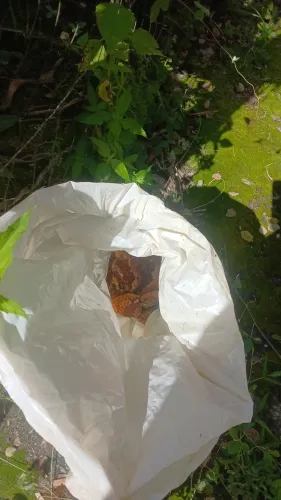 Remoção de abelha e. Marinbomdo vespas etc.