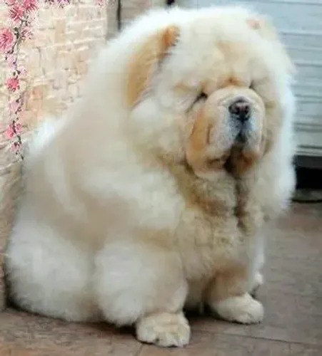 Chow chow americano fofuxos filhotes