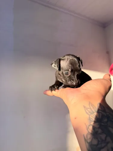 Pinscher zerinho machinho 
