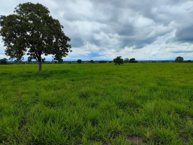 fazenda com dupla aptidão no Município a cidade de Araguapaz no estado de Goias