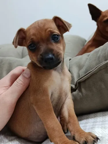 FILHOTE DE PINSCHER (DE PROCEDÊNCIA)