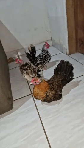 Vende se garnize
