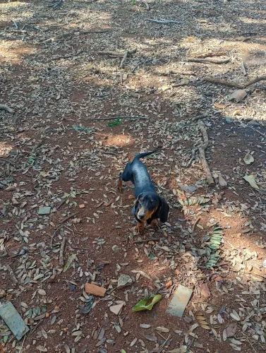 Macho de Dachshund miniatura com pedigree CBKC