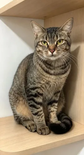 LILI - CASTRADA E VACINADA