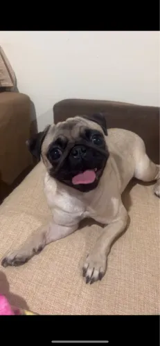 Pug procura namorado