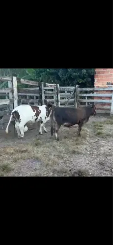 Agropecuária 