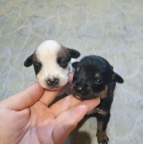 Filhotes fêmeas de chihuahua leia a descrição