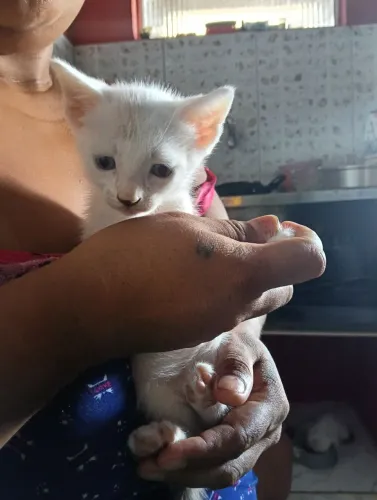 Doação de Gato