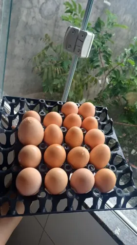 VENDO OVOS DE GALINHA SERTANEIJO BALÃO 