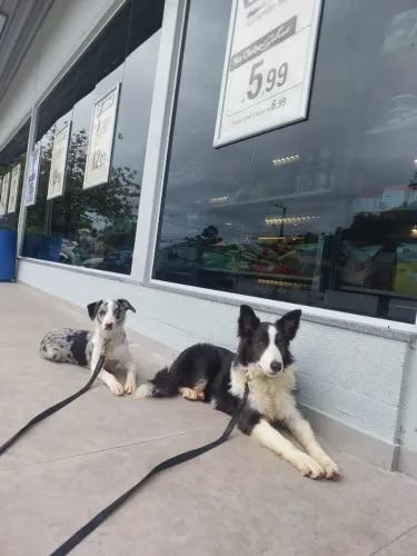 Vendo border coller Filhote !!