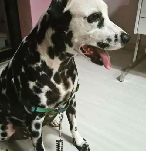 Adoção responsável de Dálmata fêmea castrada 
