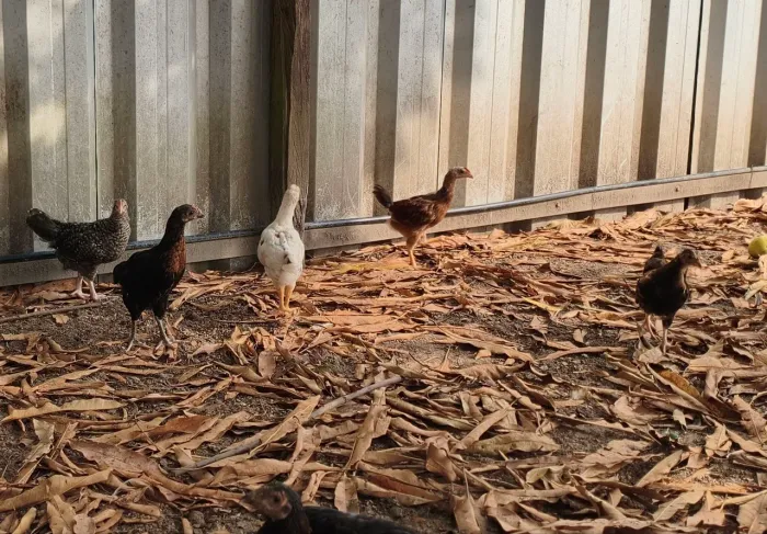 FRANGUINHAS