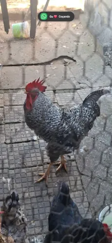 Galo Carijó Graúdo