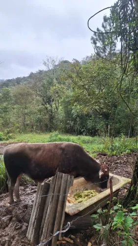 Novilho jesey 1 ano reprodutor