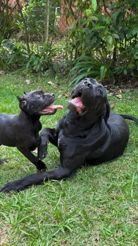 Cane corso macho FULLBLACK