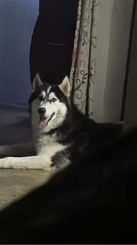 Vende-se  husky siberiano 