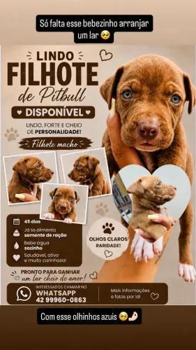 Cachorro