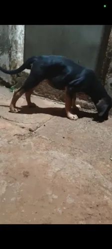 Cachorro pra adoção 